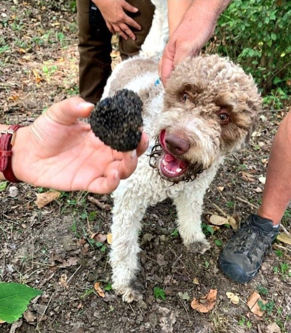 TRUFFLE HUNT AND WINE TASTING IN CELLAR