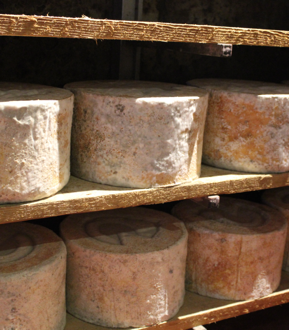 DISCOVERING THE KING CASTELMAGNO