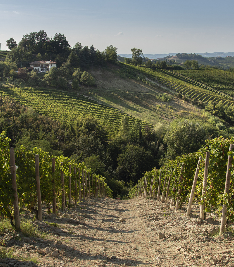 PASSEGGIATA NEI VIGNETI