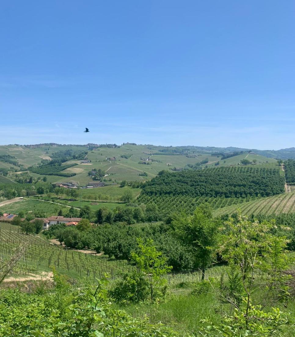 GREEN EXPERIENCE -  ALBA, NEIVE E LE LANGHE IN TRENO DA TORINO