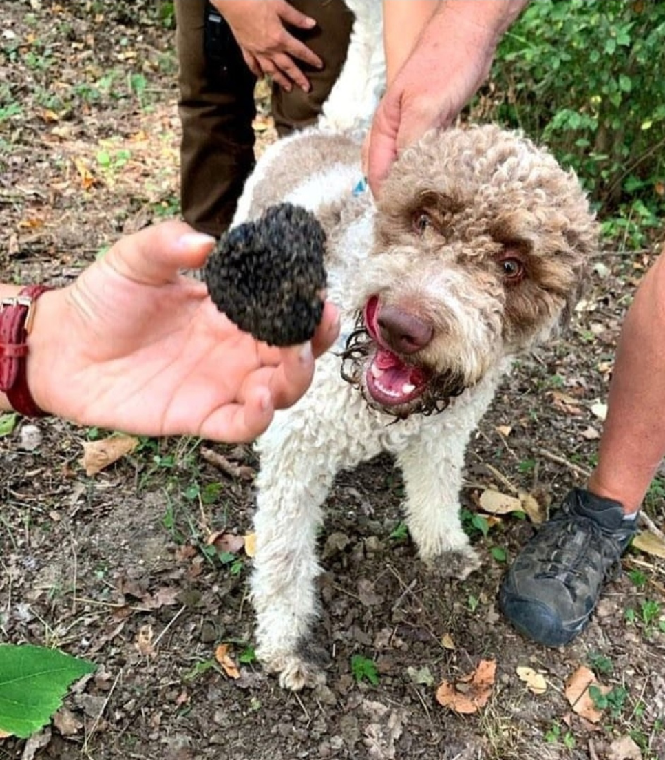 TRUFFLE HUNTING