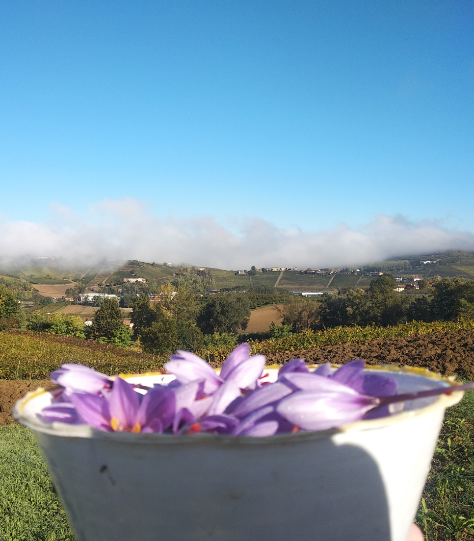 DISCOVERING SAFFRON IN MONFERRATO AREA