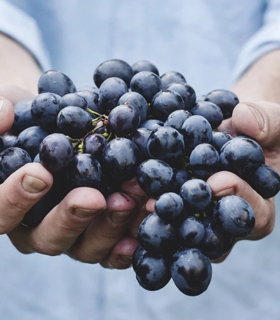 WINE-MAKER FOR A DAY - COME HARVEST WITH US