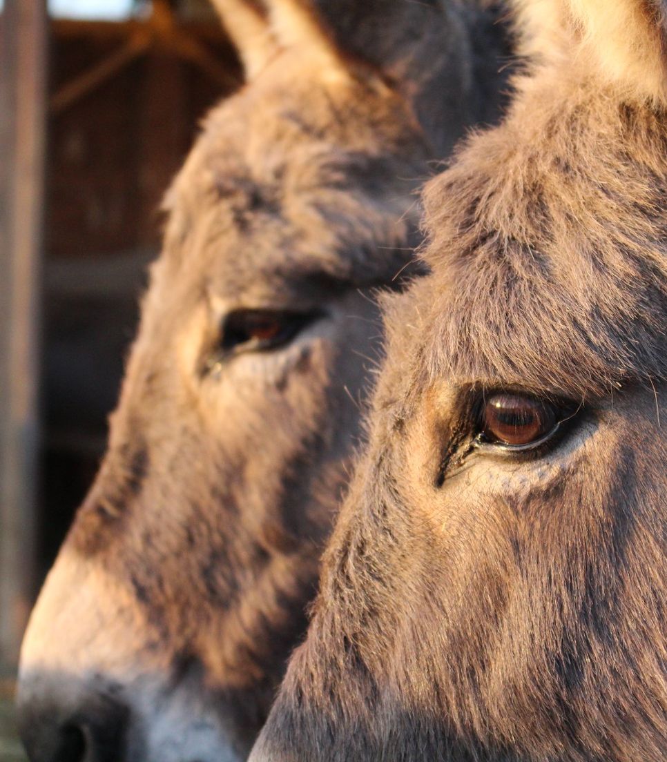 NATURE, DONKEYS AND HORSES