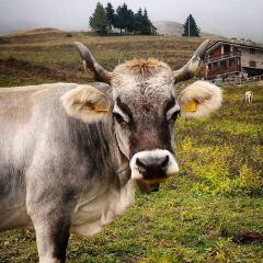 VALLE GRANA, LAND OF PASTURES AND CASTELMAGNO