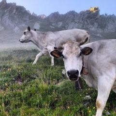 VALLE GRANA, LAND OF PASTURES AND CASTELMAGNO